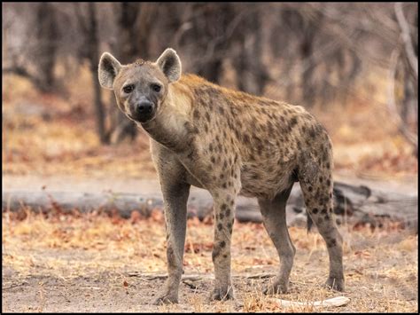 In East Africa, spotted hyenas live in large clans in a highly structured society dominated by females. A clan is a fission-fusion society where members ar.